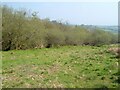 SX6866 : Trees by the stream, Lambs Down by Derek Harper