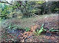 NZ1554 : Autumn view of Dipton Burn by Robert Graham