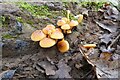 SO9539 : Fungi on a tree root by Philip Halling