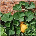 TF9007 : Holme Hale Hall Gardens: Winter squash by Michael Garlick