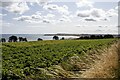 NO6952 : Arable crop in a field at Braehead of Lunan, Angus by Adrian Diack