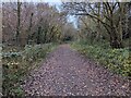 SJ6506 : Permissive bridleway at Lydebrook Dingle by TCExplorer