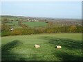 SX6593 : Sheep grazing, Ramsley by JThomas