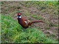 ST7357 : A feisty and fearless pheasant! by Neil Owen