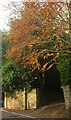 SX9164 : Beech leaves, Furzehill Road, Torquay by Derek Harper