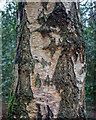 TQ4894 : Silver Birch, Bark Detail, Hainault Forest by Roger Jones