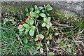 SE2065 : Brimham Rocks: Lingonberry 'Vaccinium vitis-idaea' by Michael Garlick