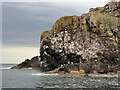 NT9169 : Tip of St Abb's Head by Jonathan Hutchins