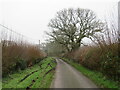 SZ1799 : Thatchers Lane, near Bransgore by Malc McDonald