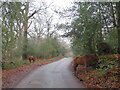 SU2203 : New Forest ponies at Bisterne Close, near Burley by Malc McDonald