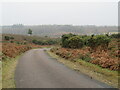 SU2201 : Holmsley Passage, near Burley by Malc McDonald