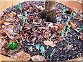 SO6023 : Emerging Snowdrops, New Year's Day 2025 by Jonathan Billinger