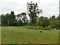 NZ8608 : Three royal trees in Sleights by Stephen Craven