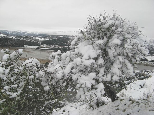 Snowy hawthorn