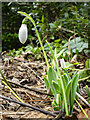 SO6023 : First snowdrop of 2025 by Jonathan Billinger