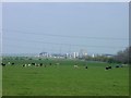 TQ9068 : Meadow near Sheppey bridge construction site by Penny Mayes