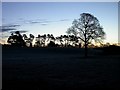 SJ6167 : Dawn at the Whitegate Way by David Kitching