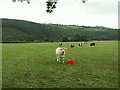 SN6579 : Cattle near the Rheidol by Nigel Callaghan