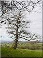 SO4585 : Farmland at the base of Callow Hill by Linda Bailey