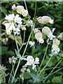 TQ8952 : Bladder Campion (Silene vulgaris) by Penny Mayes