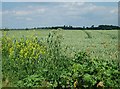 TM1965 : Wheat growing near Kenton by Eileen Henderson