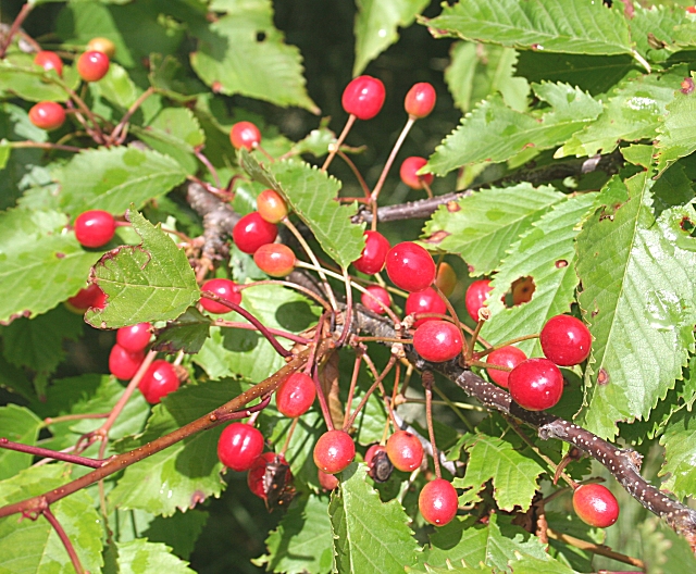 Gean (Prunus avium)