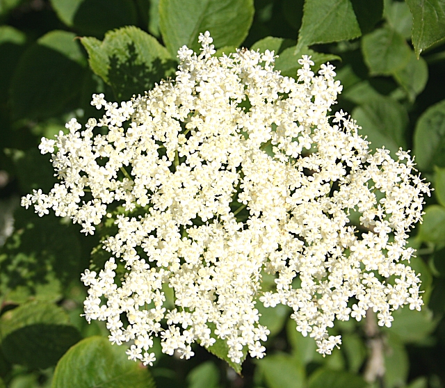 Elder Flowers (Sambucus nigra)