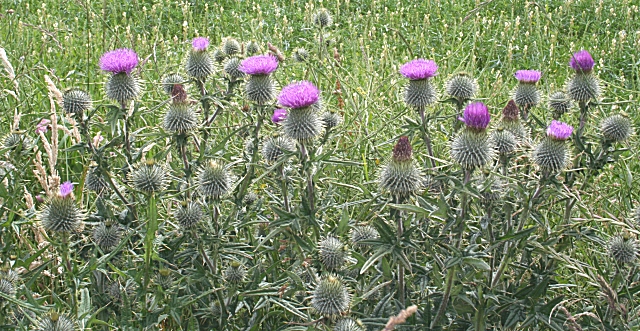 Scotch Thistle (Cirsium vulgare)