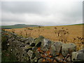  : Lammermuirs, Abbey St Bathans by Lisa Jarvis