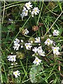 NJ6365 : Eyebright (Euphrasia officinalis) by Anne Burgess