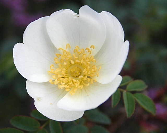 Burnet Rose (Rosa pimpinellifolia)