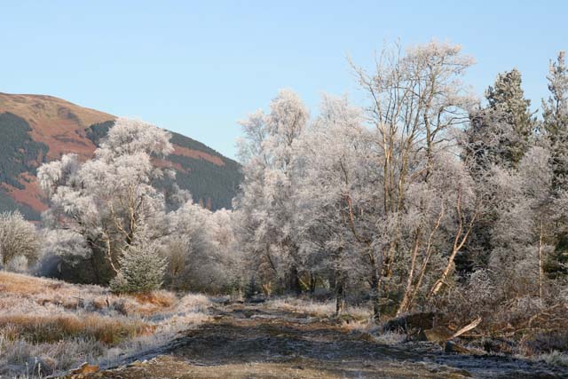 Frosty trees