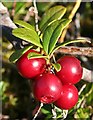 NJ3555 : Cowberry (Vaccinium vitis-idaeae) by Anne Burgess