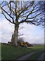 SD4580 : JCB and Tree by Michael Graham