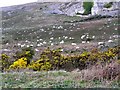 SH7583 : Feral goats on the Great Orme, Llandudno by Ken Walton