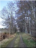  : Track alongside Tarland road by Stanley Howe