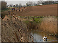  : Swan with ploughed furrows by Richard Mudhar