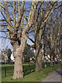 SX9164 : Plane trees, Torquay by Derek Harper