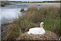 NJ3356 : Caution to the wind for the nesting swan. by Des Colhoun