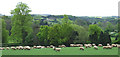 SO7695 : Sheep Grazing. Bradney, Shropshire by Roger  D Kidd