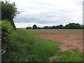 SO6424 : Potato crop, Bromsash by Pauline E