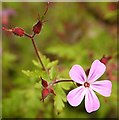 NJ5851 : Herb Robert (Geranium robertianum) by Anne Burgess