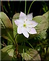 NJ3040 : Chickweed Wintergreen (Trientalis europaea) by Anne Burgess