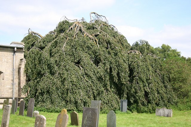 Weeping Beech