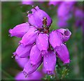 NJ4701 : Bell Heather (Erica cinerea) by Anne Burgess