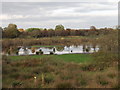 SJ4935 : Flooded moss at Moss Farm by John Haynes