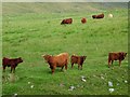 SN7686 : Nant y Moch Highlanders' family snap by Rudi Winter