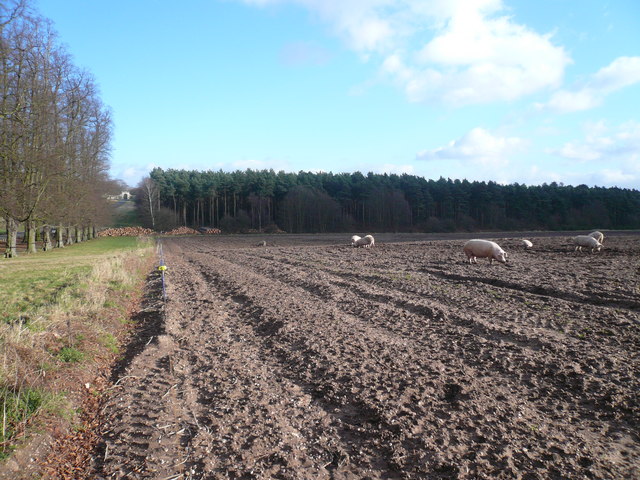 Limetree Avenue View - with Pigs