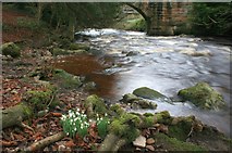 NZ1000 : Snowdrops and Marske Beck by Mick Garratt