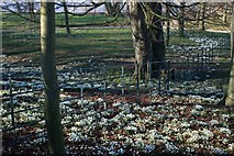 NZ6109 : Snowdrops and Fence, Kildale Hall by Mick Garratt